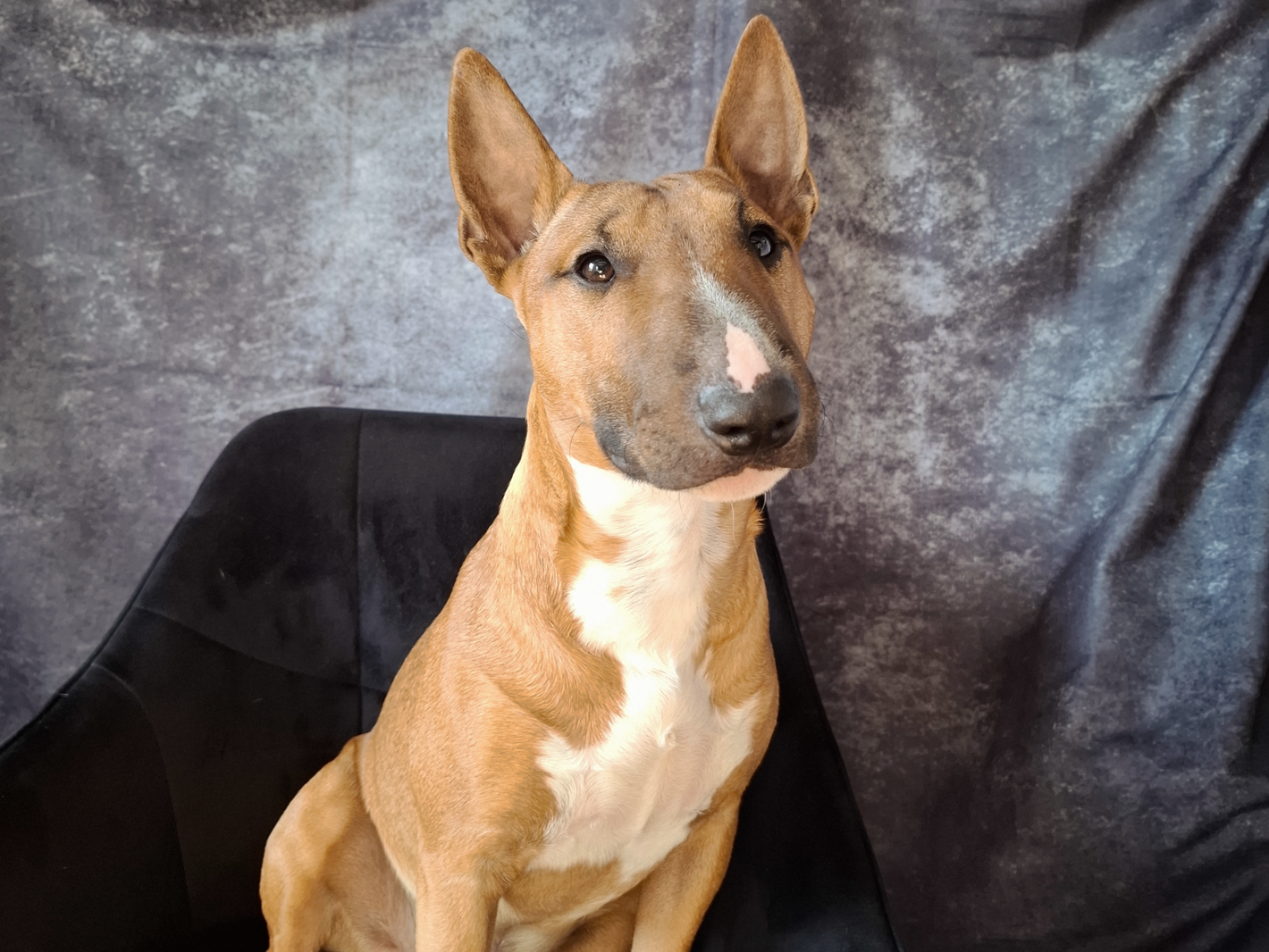 Das Foto zeigt einen aufmerksamen Hund mit kurzem, hellbraunem Fell und weißer Zeichnung auf der Nase, der auf einem schwarzen Stuhl posiert. Der Hintergrund besteht aus einem leicht strukturierten grauen Stoff. Der Hund sitzt ruhig und wirkt selbstbewusst. Das Bild ist ein Beispiel für professionelle Tierfotografie mit Fokus auf Details.